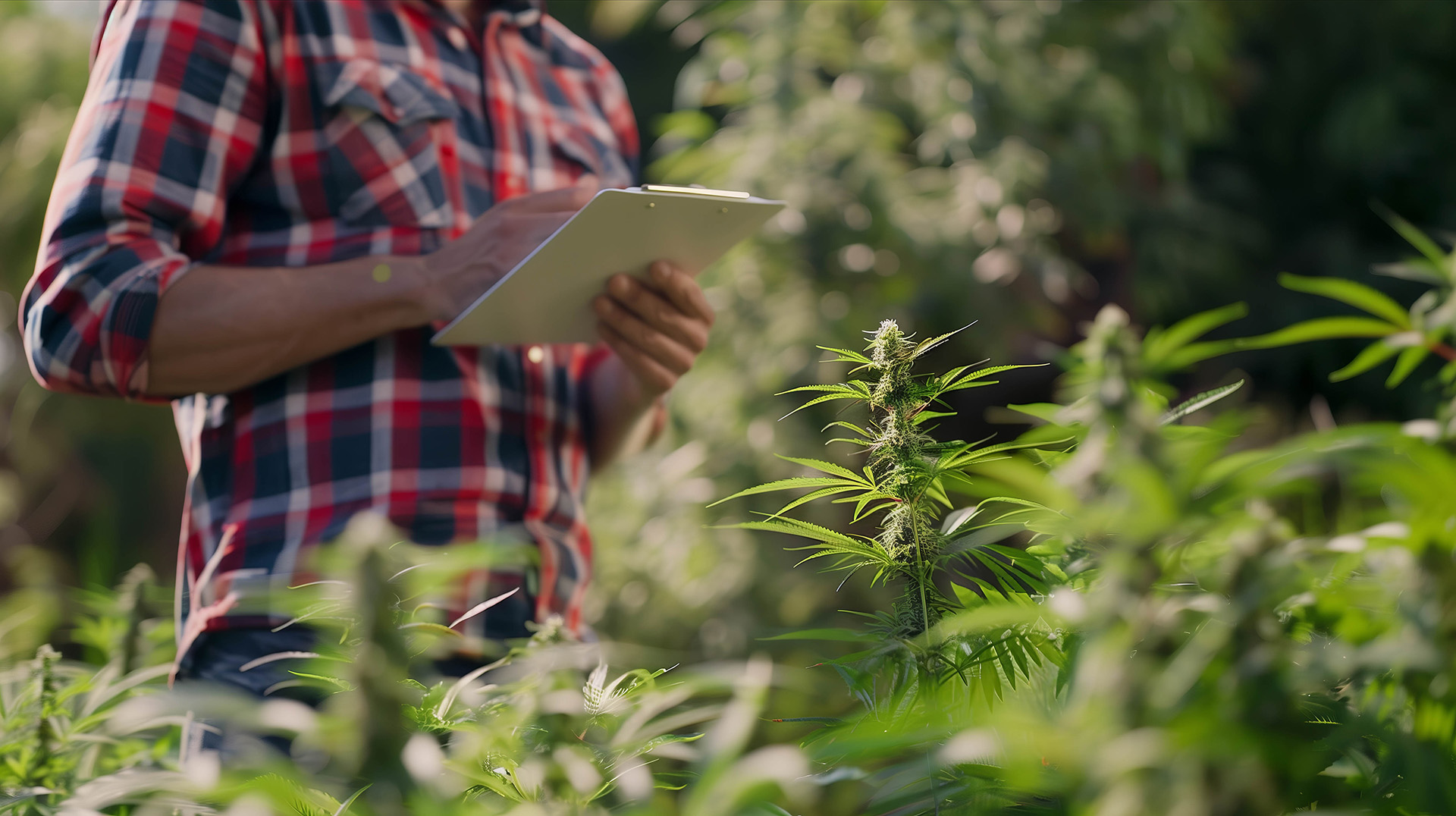 Farmer checking hemp crop
