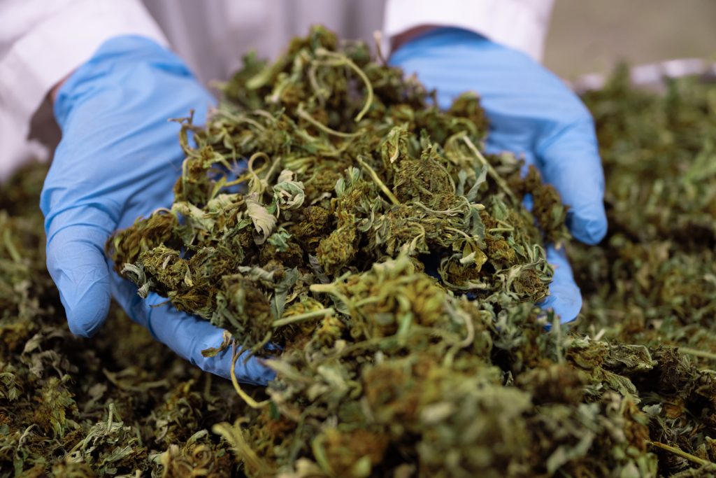 THC emulsion supplier for hemp beverage brands